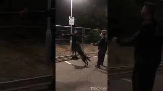 K9 Dog Unit Stop Thieves In There Tracks Trying To  Breaking in