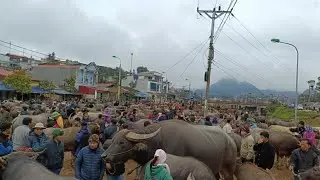 Get to know the largest buffalo and cattle market in Northern Vietnam through this video