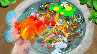 Amazing Catching Catfish, Baby Arowana, Perch, Koi, Guppies, Ornamental Fish, Frogs  Fishing Videos