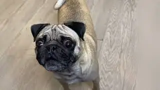 1 year pug dog barking 👍. #viral #pug #subscribe #support #increasesusbcribers #pets 
