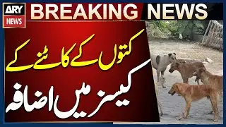 Over 50,000 Cases of Stray Dog Bites Reported in 3 Government Hospitals
