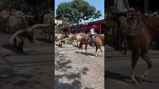 Long horn pushing down the Chism Trail in Fort Worth Texas