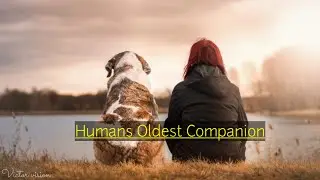 Dogs are humans oldest companions, DNA shows | Brief History of Dogs | Victor Vision |