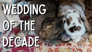 Wedding of the Decade - The True Story of Two Rescued Bunnies