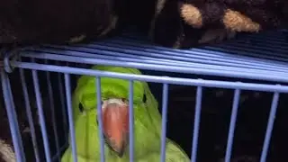 Shona Talking Parrot  is live😍