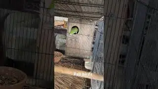 Green monk breeding ￼ nesting Time #pali #birds #monk #green #colur#money #mewing