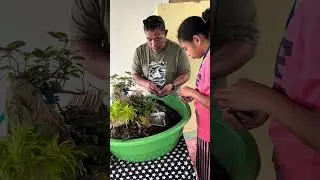 RFOT Training Dish Garden and Extension cord (Trainer mode)