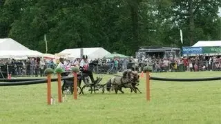 Miniature shetlands - scurry driving training.