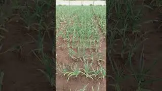 G1 garlic booking in right time