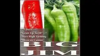 BIG JIM NUMEX MILD HOT Pepper seeds - 500-2.5K SHU ~ Grows up to 10 inche,  SEEDS on  www.MySeeds.Co