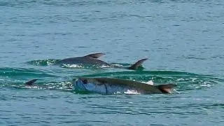 Tarpon & Shark Fishing Boca Grande