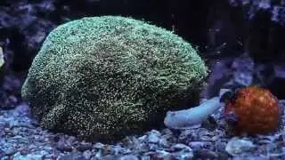 Galaxea Coral Reaching Out
