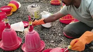 WAJE AGROBIRD !Pure गावरान! मुक्त संचार कुक्कुटपालन! Free range poultry farming! Deshi farm!