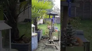Squirrel&rsquo;s love this feeder! 😍 #eekhoorn