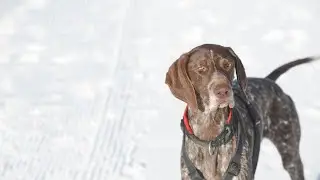 The Versatile and Adaptable German Wirehaired Pointer: Working Dog or Family Pet?