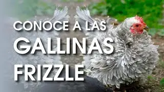 Gallinas Frizzle: 🐔 una raza de gallina con plumaje rizado