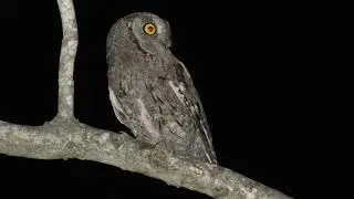 שעיר מצוי - קריאות ומעוף מהיר של בן הזוג בשניות האחרונות