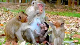 Loving Monkey Mom Cares for Three Babies at Once