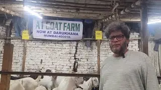 Fastest Selling Goat Hub In South Mumbai All Budget Goats At A1 Goat Farm In Reay Road Darkhana.