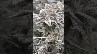 GrowSpec Aeroponic Grow Systems for high yield harvest for the cannabis
