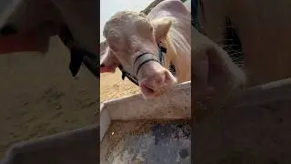 Cow mandi #maweshimandi #cow #trending #shortsvideo #shorts