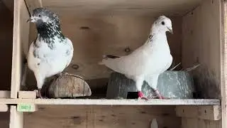 End of breeding season 2025 October 2025