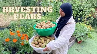 Harvesting Pears | Fruit harvest in Autumn