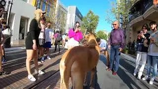 Cash 2.0 Great Dane at The Grove and Farmers Market in Los Angeles 27