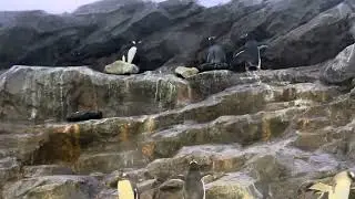 Penguins 🐧 in bird paradise in singapore for mandai their is local bus go from metro at cheeper rate