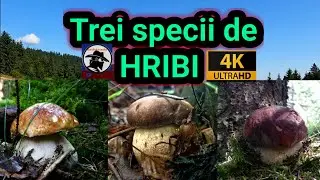 Trei specii de HRIBI! Boletus EDULIS, PINOPHILUS și AESTIVALIS! Munții Apuseni! 