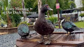 Every Morning at Our Backyard Duck Sanctuary 🦆
