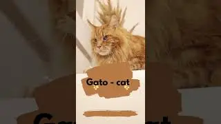 SPANISH VOCABULARY ANIMALS 44