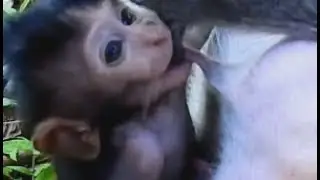 Tima tired ! Small baby Timo not yet full, Mom Tima weaning baby- Timo still hungry much.