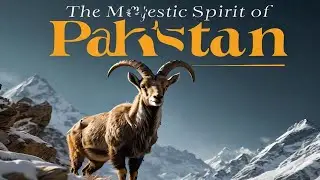 Markhor : Pakistan National Animal  | Urdu/Hindi Documentary movie
