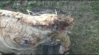 White Pine Fatwood