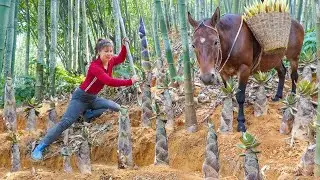 Digging Many Wild Bamboo Shoots and Using Strong Horse Goes To Countryside Market Sell