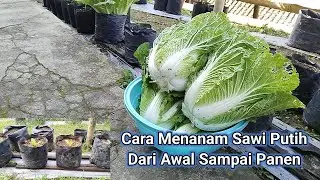 Cara Menanam Sawi Putih Dari Awal Sampai Panen
