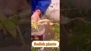 Radish plants in kitchen garden 🌱#nature  #shorts#viral#garden #fertilizer #popular #gardeningtips