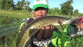 how to catch fish - sneak head fish in Thailand 002