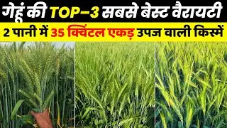 Gehu ki best variety | Gehun ki top 3 variety | गेहूं की बेस्ट वैरायटी🌾गेहूं की उन्नत किस्में wheat