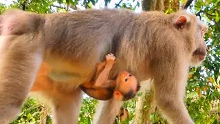 Emotional Moment &mdash; Baby Monkey Hugs Mama So Hard with Endless Love 💖🐒
