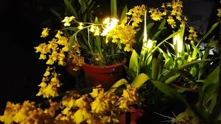 How to get rid of snails in Orchid pots?