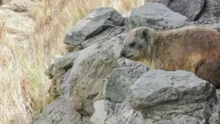 Tree hyrax   call