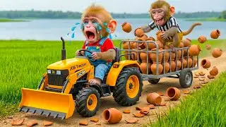 Nana Monkey Drives JCB Tractor on the Farm | Bon Bon&rsquo;s Farm Monkey Breaks Clay Pots 😨