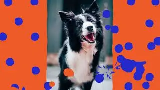 Welcome To Herbs For Happy Healthy Dogs