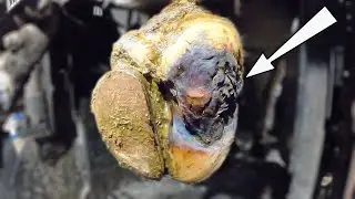 FIXING COWS FEET ... COWS HOOVES RECOVERING