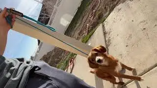 Pheonix Video