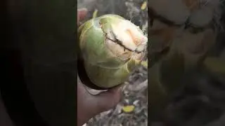Day-4,Nungu | Ice Apple| Palm fruit #shorts #ytshorts #myshorts #nungu #cutting