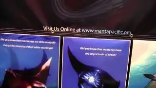 Manta Pacific Research Foundation