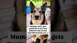 #rescue #goshelter #adopteddog #funny #rescueefforts #rescuedog #adoptstrays #shelterdog